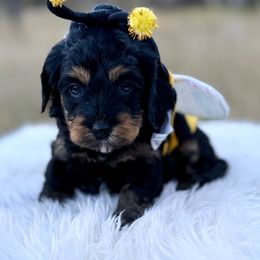 Jelly Bean- yellow collar - Phantom female Bernedoodle puppy in Colorado Springs, Colorado from Mercy Mountain Bernedoodles