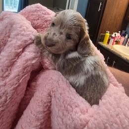 Indie - Fawn (Isabella) female Dachshund puppy in Homosassa, Florida from Foxies Doxies