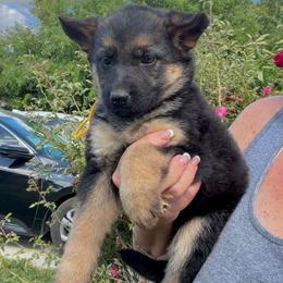 Yasmine - Black and tan female German Shepherd puppy in Whitewater, California from Vom Haus Metzler Shepherds