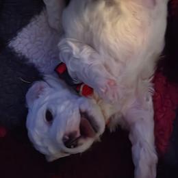 Male Red Collar - White male Bichon Frise puppy in Eaton Rapids, Michigan from JMs Bichons
