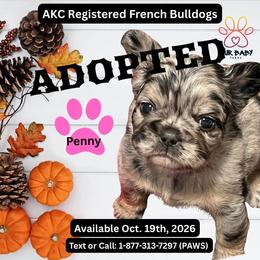 Penny - Tricolors female French Bulldog puppy in Michigan from Fur Baby Farms