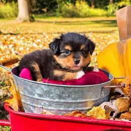 Paw Patrol Liberty - Black tri female Toy Australian Shepherd puppy in Tennessee from Coolsprings Aussies