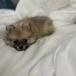 Dolly - Pomeranian