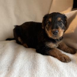 Betty - Black and tan female Airedale Terrier puppy in Thomasville, North Carolina from Beitzel Babies
