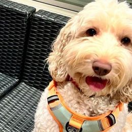 Nova - Australian Labradoodle