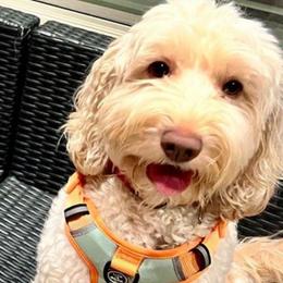 Nova - Australian Labradoodle