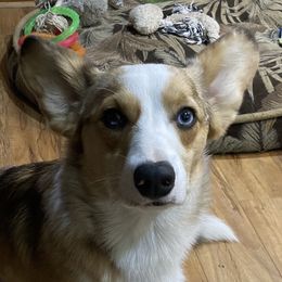 Caius - American Corgi