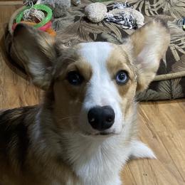 Caius - American Corgi