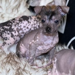 Dark boy - Brown Chinese Crested puppy in Capac, Michigan from Puddles Palace Puppies