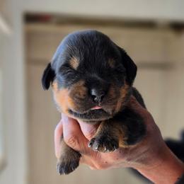 Snubnose Rottweilers Viper - Black and mahogany male Rottweiler puppy in Salt Lake City, Utah from Snubnose Rottweilers LLC