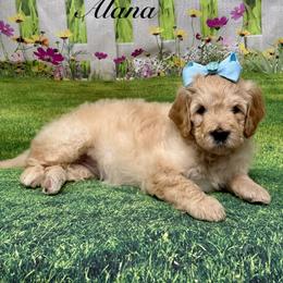 Alana - Cream female Goldendoodle puppy in Gilbert, Arizona from Gilbert Az Doodles