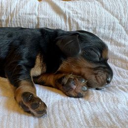 Boy 1 - Black and tan male Cavalier King Charles Spaniel puppy in Solon, Iowa from Hickory House Cavaliers