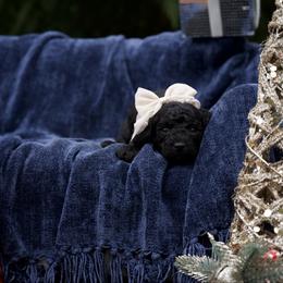 Cindy Lou Who - Black female Cockapoo puppy in Deming, Washington from Heavenly Puppies to Love