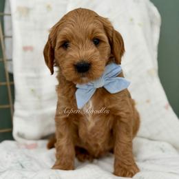 Lt blue collar BULLSEYE - Apricot male Goldendoodle puppy in Salem, Utah from Aspen Doodles Utah