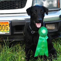 Labrador Retriever All Grown Up from Patricia Jordan's Labrador Retrievers