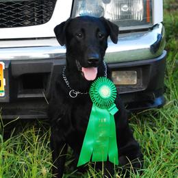 Labrador Retriever All Grown Up from Patricia Jordan's Labrador Retrievers