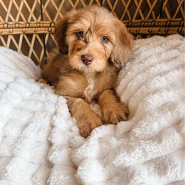 JOLENE - Merle female Bernedoodle puppy in Brookville, Pennsylvania from Woodland Mountain Doodles