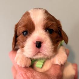 Olympia (green ribbon) - Blenheim female Cavalier King Charles Spaniel puppy in Albany, Georgia from Legend Cavaliers