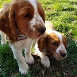 Welsh Springer Spaniel Puppies from River Rock