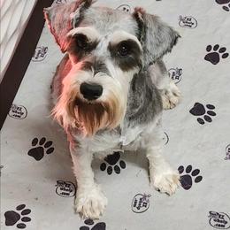 Jessie - Miniature Schnauzer