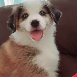Australian Shepherd Puppies from Aus Cal (Aussies of SoCal)