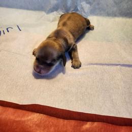 Girl 2 - Red female Dachshund puppy in Coweta, Oklahoma from Adney Acres Dauchshunds