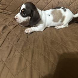 Boy 1 - Piebald male Dachshund puppy in Stilwell, Oklahoma from Ross Ranch Dachshunds