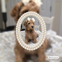 Montana - Red  female Goldendoodle puppy in Richmond, Virginia from Highland Grove Doodles, LLC