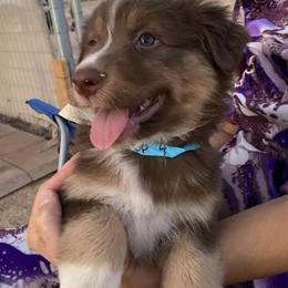 Australian Shepherds from Bradshaw Ridge Aussies