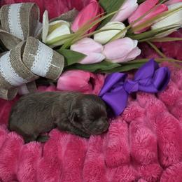 Boy 4 - male Shihpoo puppy in Delphos, Ohio from Route 66 Poodles & Doodles, Sapphire Shih-tzu's of Ohio