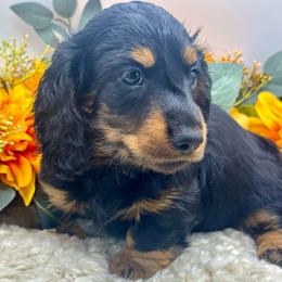 Flyer - Black and tan male Dachshund puppy in Exeter, California from Sawtooth Miniature Dachshunds