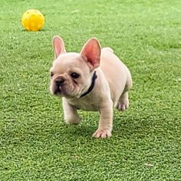 Blue boy - Cream male French Bulldog puppy in Polk City, Florida from Best Friend Frenchies, LLC