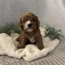 Cavapoo Puppies from Poppy Garden Doodles