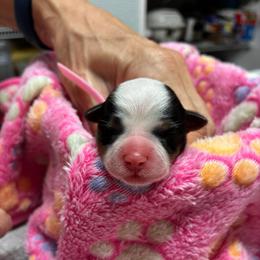 Dolly - Black tan and white female Biewer Terrier puppy in Osteen, Florida from Moonshadow Biewer Terriers
