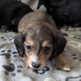 Beau the Cream Boy - Cream male Dachshund puppy in Pelion, South Carolina from Doitsujin Dachshunds
