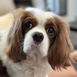 Penny - Cavalier King Charles Spaniel