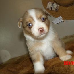Dolly - Red merle female Miniature Australian Shepherd puppy in Elkhart, Texas from Donaldson Dogz