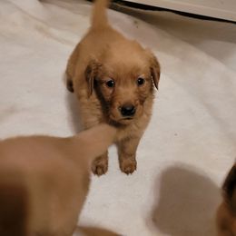 Slugger - Dark golden female Golden Retriever puppy in Greensburg, Kentucky from Southern Springs Goldens