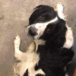 Basset Hounds and English Springer Spaniels from K&S Canines