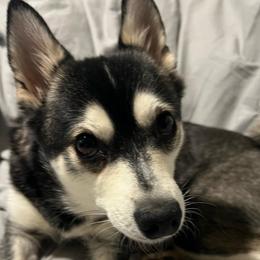 River - Alaskan Klee Kai