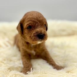 Waffles - Red male Cavapoo puppy in La Vernia, Texas from Texas Teddy Bears