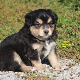 Hunter - Black tri male Miniature American Shepherd puppy in Hillsdale, Michigan from Faithwalk Aussies and Mini American Shepherds