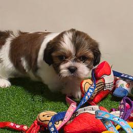 Boy 3 - Tricolor male Shih Tzu puppy in New Bern, North Carolina from Kuddly Creatures