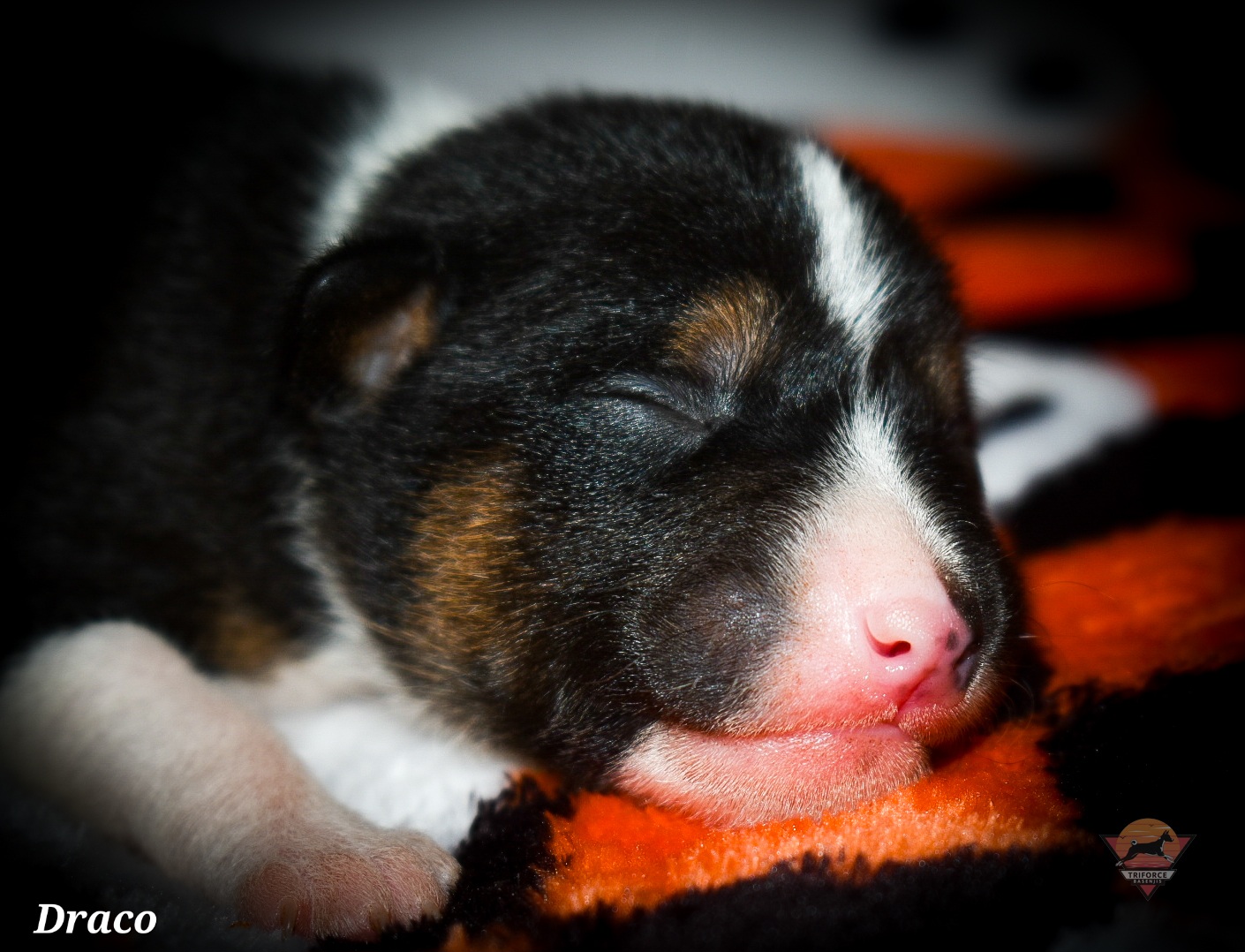 Draco - Tri-color male Basenji puppy in San Diego, California from Triforce Basenjis