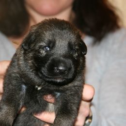 Shiloh Shepherd Puppies from Solace Shilohs