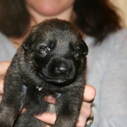 Shiloh Shepherd Puppies from Solace Shilohs