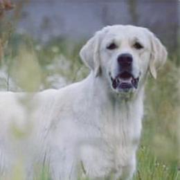 Miley - Golden Retriever