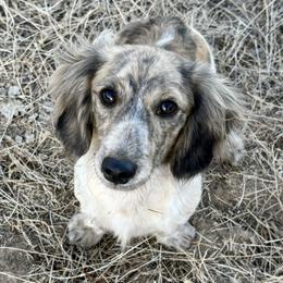Shiloh - Dachshund