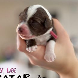 Ty Lee - Brown and white Aussiedoodle puppy in Hampton Falls, New Hampshire from The Honest Egg Doodles