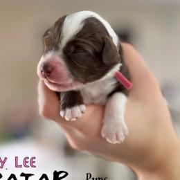 Ty Lee - Brown and white Aussiedoodle puppy in Hampton Falls, New Hampshire from The Honest Egg Doodles